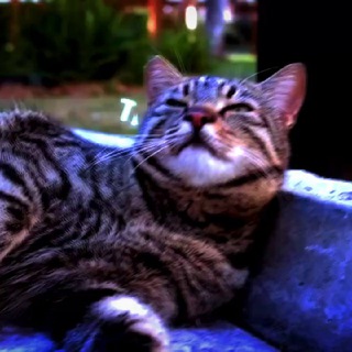 Логотип канала mastershefff