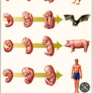 Логотип канала evolutionfarsi