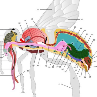 Логотип apiology