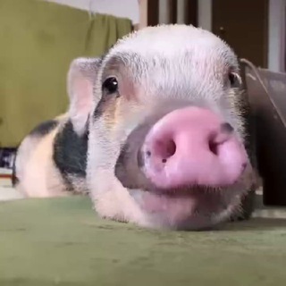 Логотип pigislove