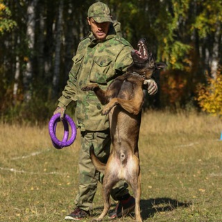 Логотип канала vsemsobak