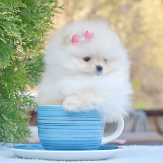 Логотип канала pomeranian_bellion_bliss