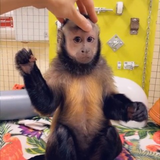 Логотип tomsk_zoo