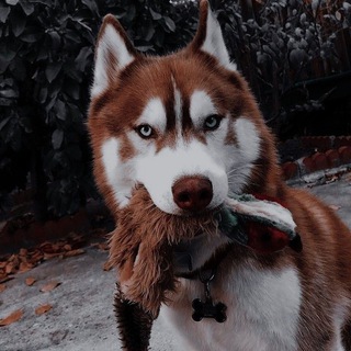 Логотип канала animal_aesthetician