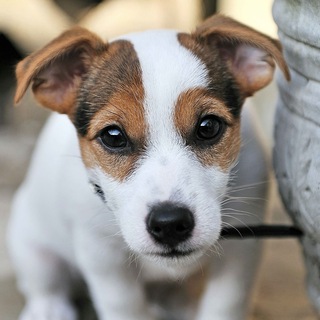 Логотип jack_russell_channel