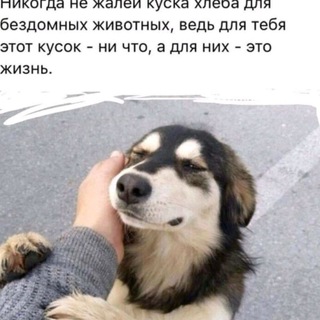 Логотип канала zina_helpdog