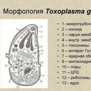 Логотип канала toxoplasmagondii1