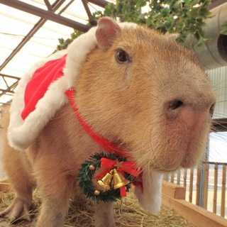 Логотип канала hourlycapybara