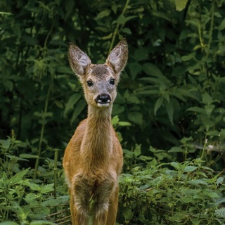 Логотип канала wildlife_nature