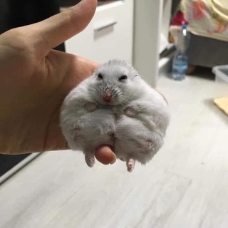 Логотип канала cuteanimal7