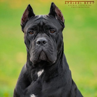 Логотип канала canecorsoab