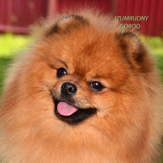 Логотип канала izumrudnygorod_pomeranian