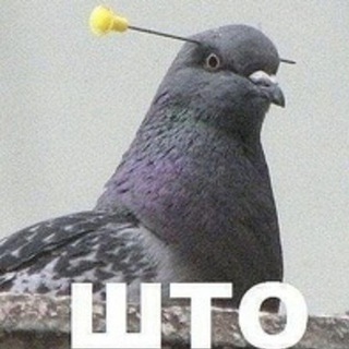 Логотип канала stupidpicswithbirds