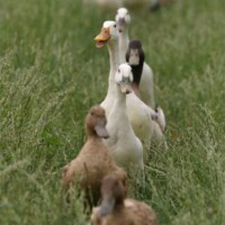 Логотип gooseapocalypse