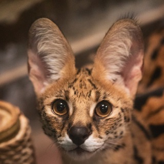 Логотип канала hourlyservals