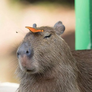 Логотип канала capybaras_7