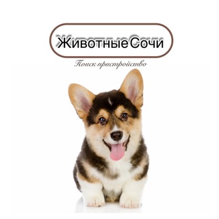 Логотип канала dogsinSochi