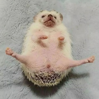 Логотип канала hedgehogiki