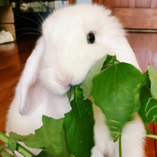 Логотип канала cutebunnies