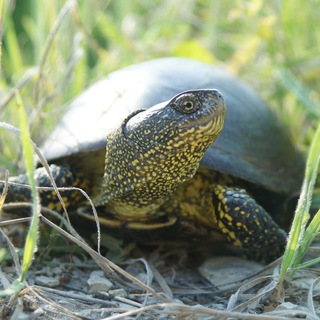 Логотип herpetologvolga