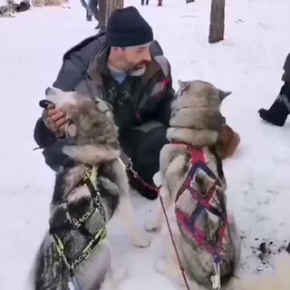 Логотип канала roman_s_husky