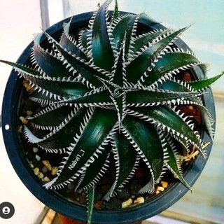 Логотип sanandaj_cactus