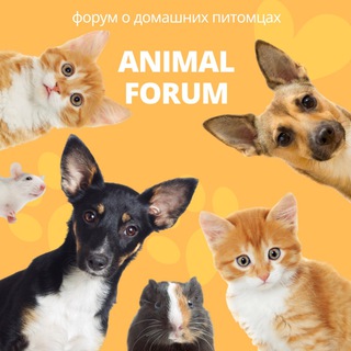 Логотип канала animal_forum