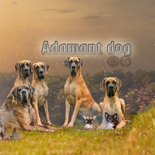 Логотип канала adamantdog