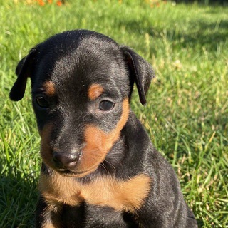 Логотип picches