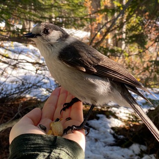 Логотип канала birdingwa