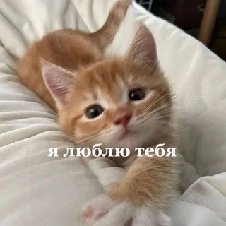 Логотип канала adopt_mm2_konkyrsi