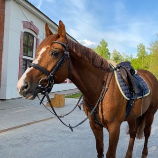 Логотип канала cross_horse