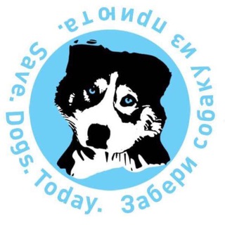 Логотип канала savedogs_today