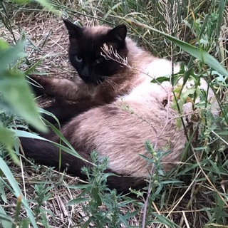 Логотип kazcat