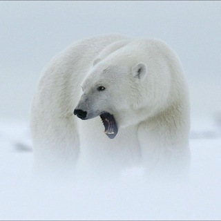 Логотип arcticinfo