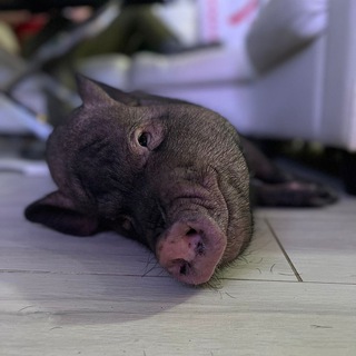 Логотип канала viktorthepig