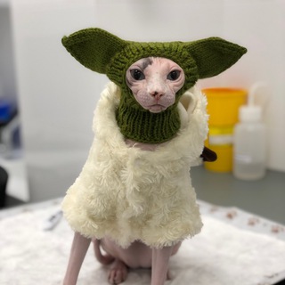 Логотип канала elysium_sphynx_cattery