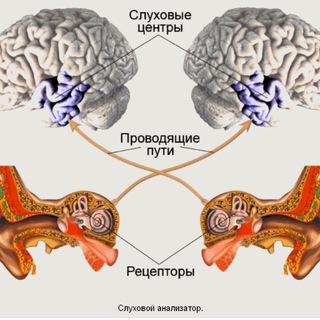 Логотип sluhavoianalizator