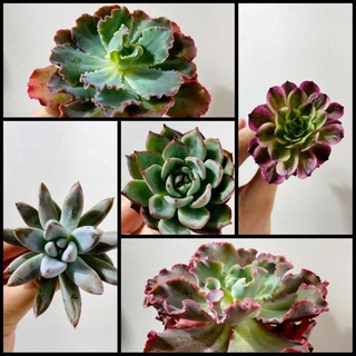 Логотип канала tonsucculents