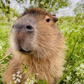 Логотип sweet_capybara