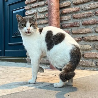 Логотип catstb