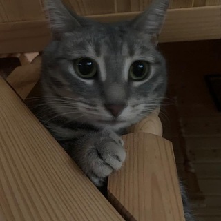 Логотип канала teg_ckam