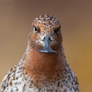 Логотип канала onedayonebird