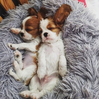 Логотип cavalier_kingcharlesspaniel