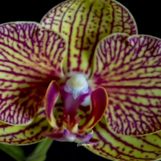 Логотип канала world_of_orchids