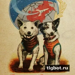 Логотип belka_i_strelka