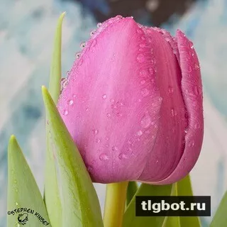 Логотип tulipas