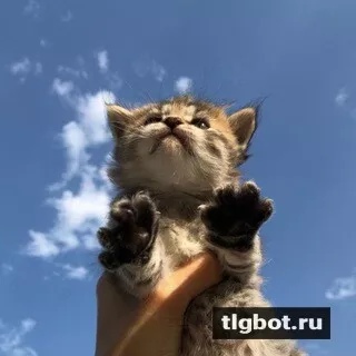 Логотип onlykat