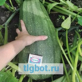 Логотип kabachokpoliticheskiy