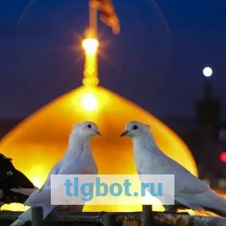 Логотип pigeon_313